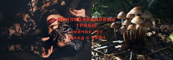 прущие грибы Богородицк